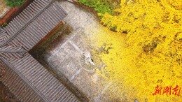 【大美鹤城】鹤城区：银杏古村焕新彩  遍地 “金装” 引客来