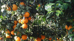 从撂荒地到“爆汁”果冻橙基地，汨罗武夷山村这片果园迎来丰收