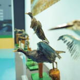 沅江市三眼塘村洞庭湖生物多样性科普馆：一个人与一座村庄的生态梦想