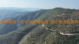 溆浦：抢收油茶解民忧 凝心聚力促振兴