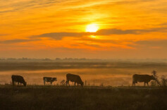 “暴力黄”全开！汨罗江雾、水垅村银杏……惊艳登场