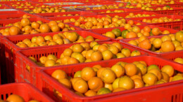 石门秀坪柑橘丰收，甜了乡亲，甜了游客