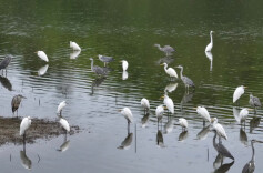 湖南蓝山：爱心让候鸟“出行安然”