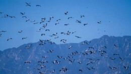 北京这里被称为“候鸟天堂”，处处是灰鹤的翩跹身影