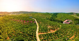 看湖南林业增收“三原色”——油茶金 竹木绿 林下彩