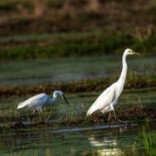 湖南蓝山：爱心让候鸟“出行安然”
