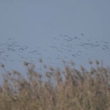 视频丨群鸟曼舞蒸钵湖 
