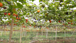 临武汾市镇山塘村：吊瓜成“金果”，荒地变“宝盆”