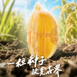 稻浪千里 禾下苍穹 纪录片《一粒种子改变世界》即将播出