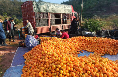 “方寸天地”结硕果！芷江王公坡村庭院经济激活乡村振兴新动能