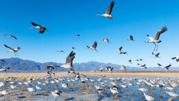 千鹤竞翔，万鸟齐舞！北京野鸭湖成“候鸟天堂”