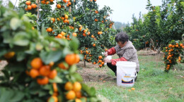 东安花桥镇：金秋砂糖橘错峰上市， “甜蜜”产业助力乡村振兴