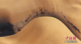 直击阿拉善驼群转场 解锁冬日限定震撼