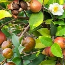 油茶果变“金果果” 湘西州124万亩油茶带动6.5万农户增收@湖南日报