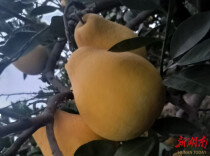 邵阳县蔡桥乡：福林香柚的“质量兴农”之路