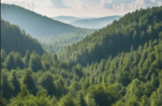 我国森林可持续经营试点取得积极进展