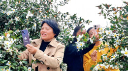 花香引客来，新宁丰田乡万亩油茶花盛开