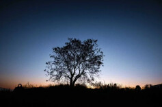 乌桕·丹霞·星河：一棵树的摄影棚