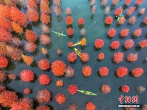 浙江长兴水杉林五彩斑斓