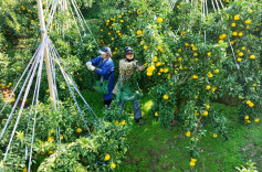 图集｜麻阳：金果“甜蜜”采摘