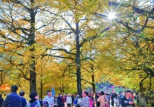 满园银杏灿如金