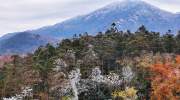 新宁：雾凇映彩林，初冬美如画