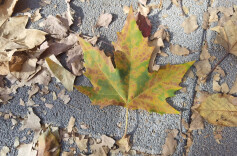 上海44条道路限时保留落叶，比去年晚了一周