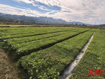 溆浦县水东镇：机械移栽赋能油菜产业 跑出乡村振兴“加速度”