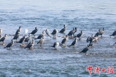 常德发布第6号林长令：全面加强鸟类保护