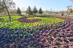 景山公园“上新”羽衣甘蓝主题花境