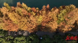 鹤城区：鹤鸣洲水杉林成网红打卡地 赏景正当时