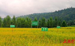 永顺县推广科学施肥模式助力农业绿色转型