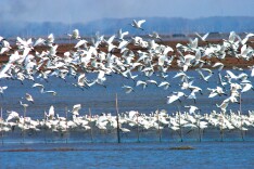 林草普法案例 | 法治润泽洞庭美 万鸟翩然入画来