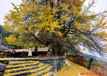 福地怀化·风物季｜怀化银杏黄 秘境入画来