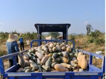 江华：凝心聚力促振兴 驻村深耕结硕果——江华以精准帮扶绘就振兴蓝图