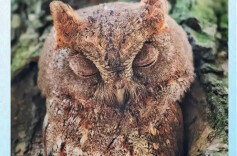 北京一“树干”竟在嘤嘤叫？摄影师拍到了软萌鸟红角鸮