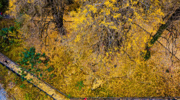 新宁县：千年银杏披金纱，杨桥古村醉游人