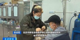 北京：卫星追踪 AI监测 护鸟手段持续升级