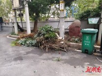 野坡社区：小区菜地变绿地 家园添色更添“清”