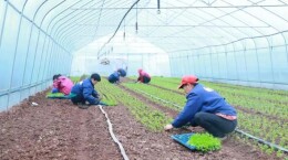 车间挑起“幸福担” 村民腰包鼓起来