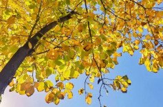 未来三天湖南晴朗依旧 天干物燥需加强森林防火