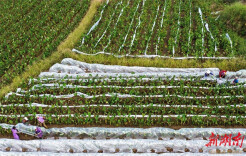 Farmers Cover Taro Fields with Mulching Films for Overwintering