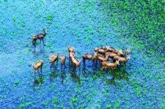 万物皆可出圈！看，湖南生物“顶流”天团