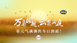 慢直播丨万鸟振翅，看元气满满的冬日洞庭！