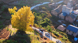 临武：银杏染初冬，古村迎客来