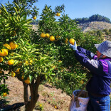 福地怀化·风物季 | 硕果金黄满枝头 千亩橘园采收忙