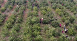 永州零陵：油茶种植鼓起群众“钱袋子”