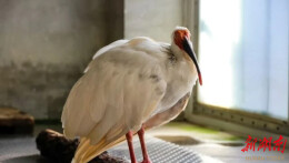 北京动物园39岁朱鹮平平去世，系世界上人工饲养的最长寿朱鹮