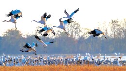 用镜头追寻白鹤南迁之旅