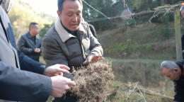 非凡“十四五” | 会同黄精测产出成效 增产增收添信心